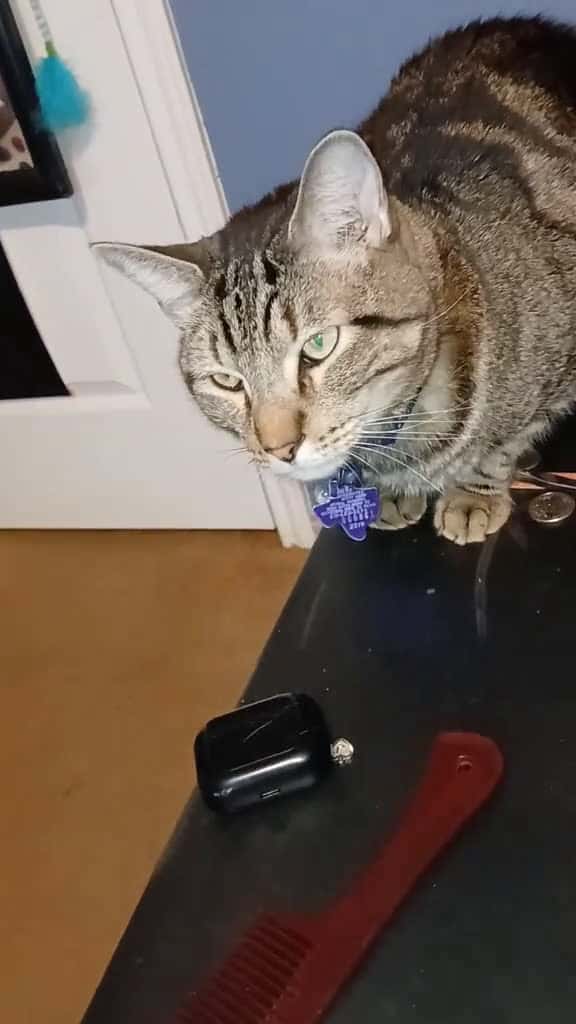 Cover for Yeah, thys is not a chair. But he don't care 🤣🤣🤣#myfurbaby #gottalovehim #petsoftiktok #massfollowing🔥🔥  created by Lady T 💙 with mark.payton.tiktok’s original sound