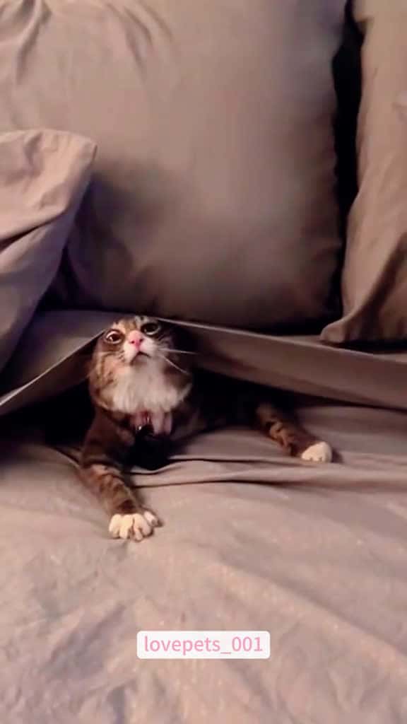 Cover for Look at his face. cats cutecats foryou funnytiktok funnyvideos usa funnyanimals fyp cute f 85323 #american