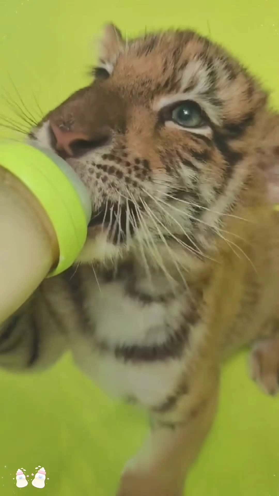 Cover for Listen to the sound of cubs drinking milk #lion #tiger #animals