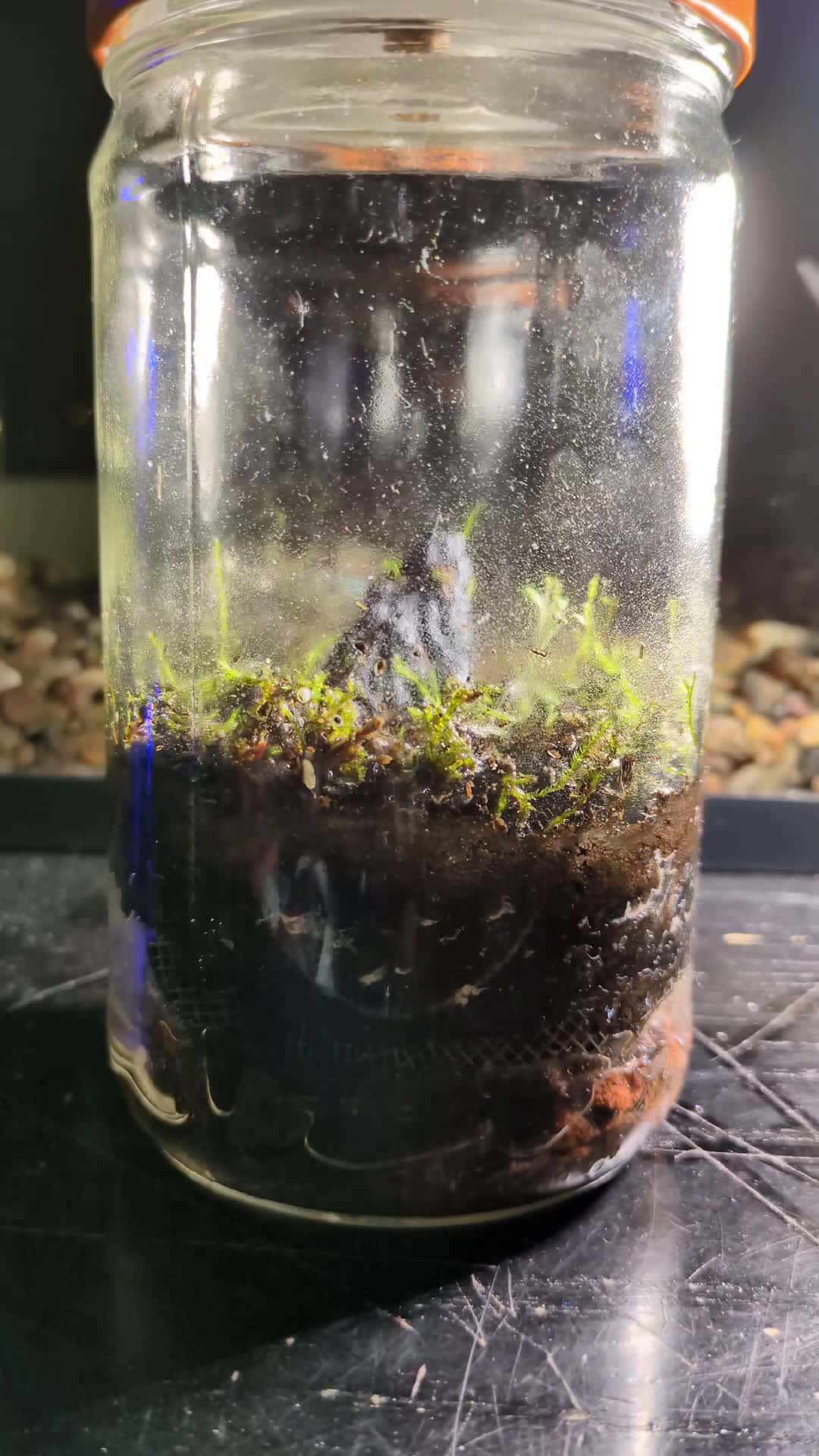 Cover for #terrarium