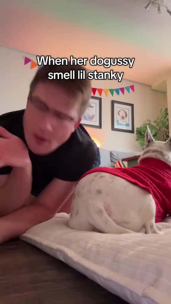 Cover for Time to express the 🕳️ #dogcare #funny #doghealth #stinky #dogmemes  created by MisterMainer with lUcOz∀dE’s original sound