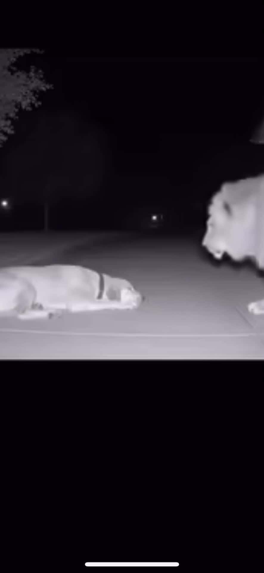 Cover for #TooFunnyToScroll What happens when a Lion sees a Dog?…  #scoopz  #scoopzanimalvideo   #animals  #wildlife  #dog  #lion  #funny  #funnyclips