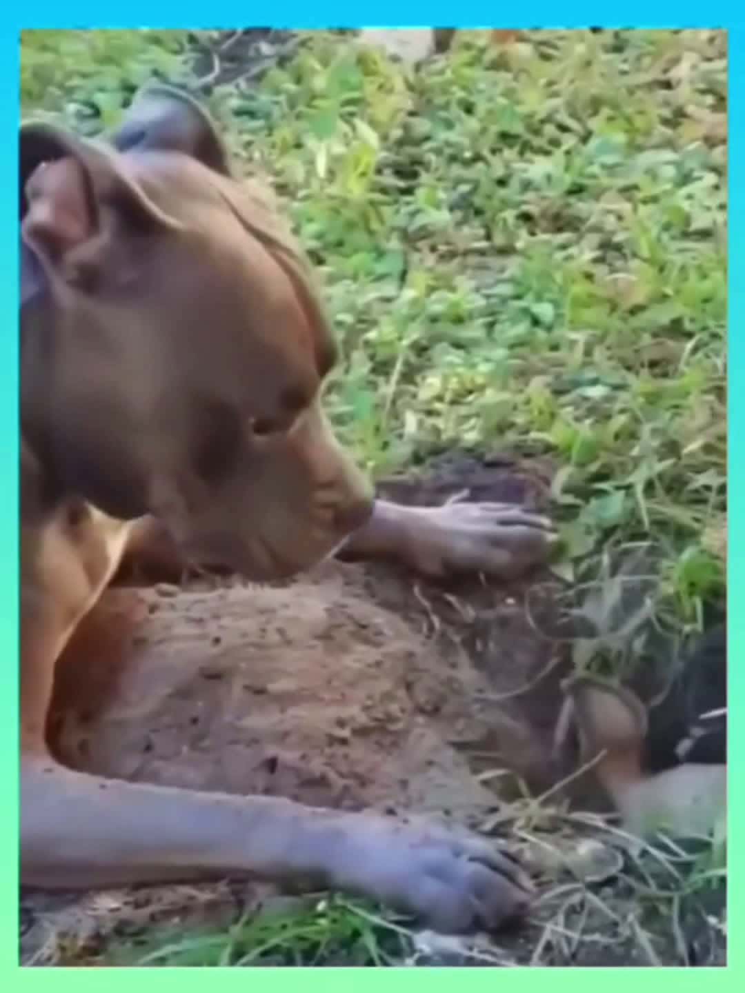 Cover for #hahaha😂😂😂 #funnyvideos🤣😂😆😅 #humor #dog #animal