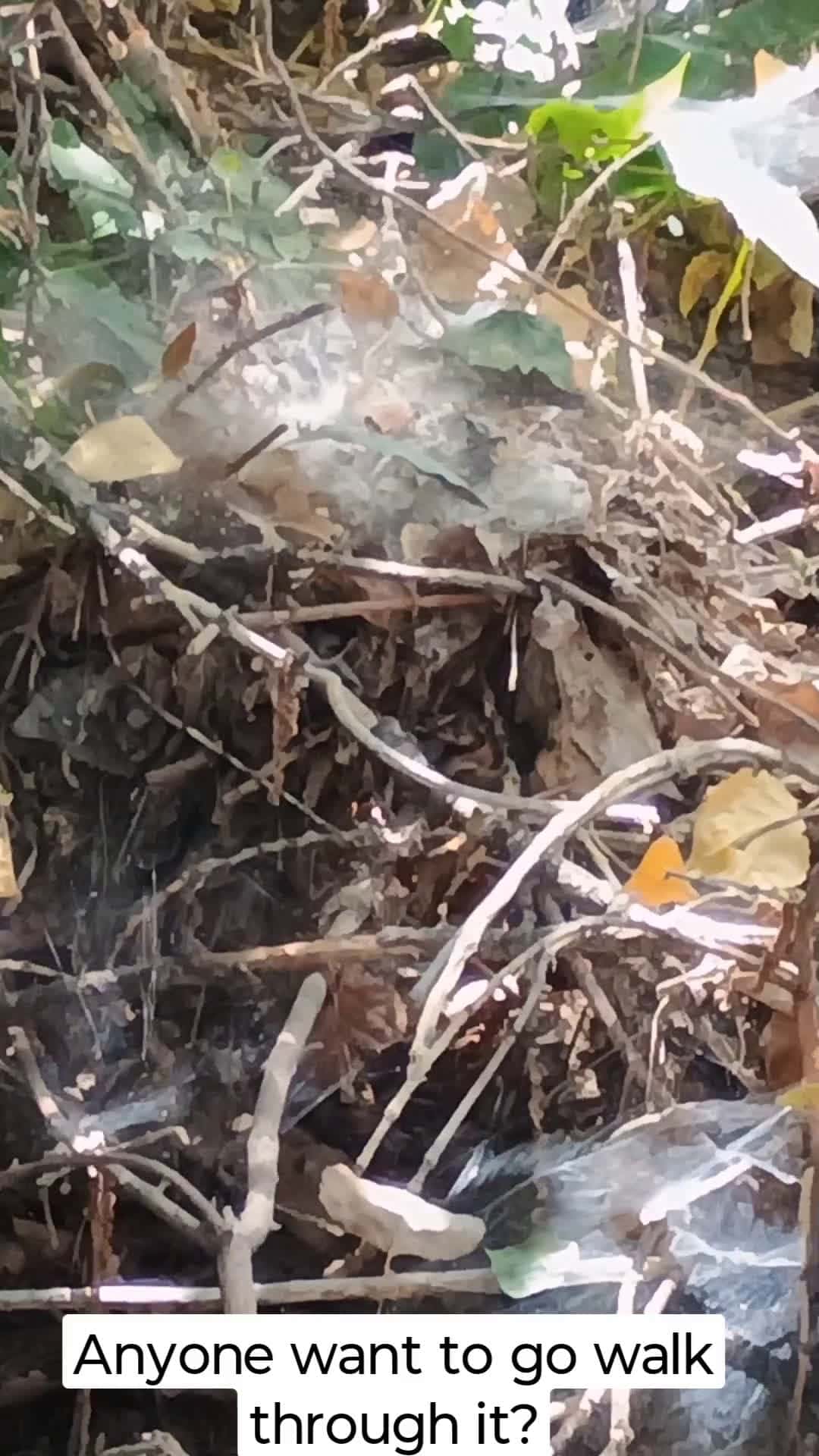 Cover for Tons of wolf spider 🕷️ nests! let's go walk though through it 🤣