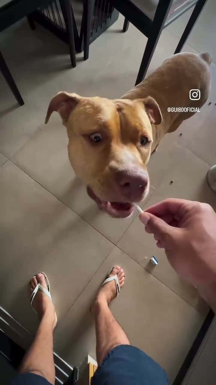 Cover for W prank 😂  #memes  #fy  #fyp  #wife  #prank  #viral  #scoopz  #trending   #trend  #dogs