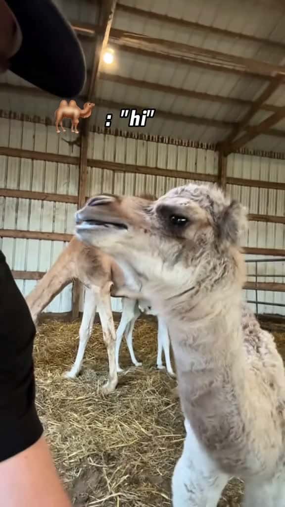 Cover for Interesting Camel. funny foryou animals camel fyp funnyvideos 53887 #shortvideos