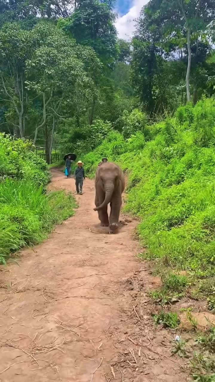 Cover for Is it like when your children run to you？#tiktok #fyp #elephants #ani...