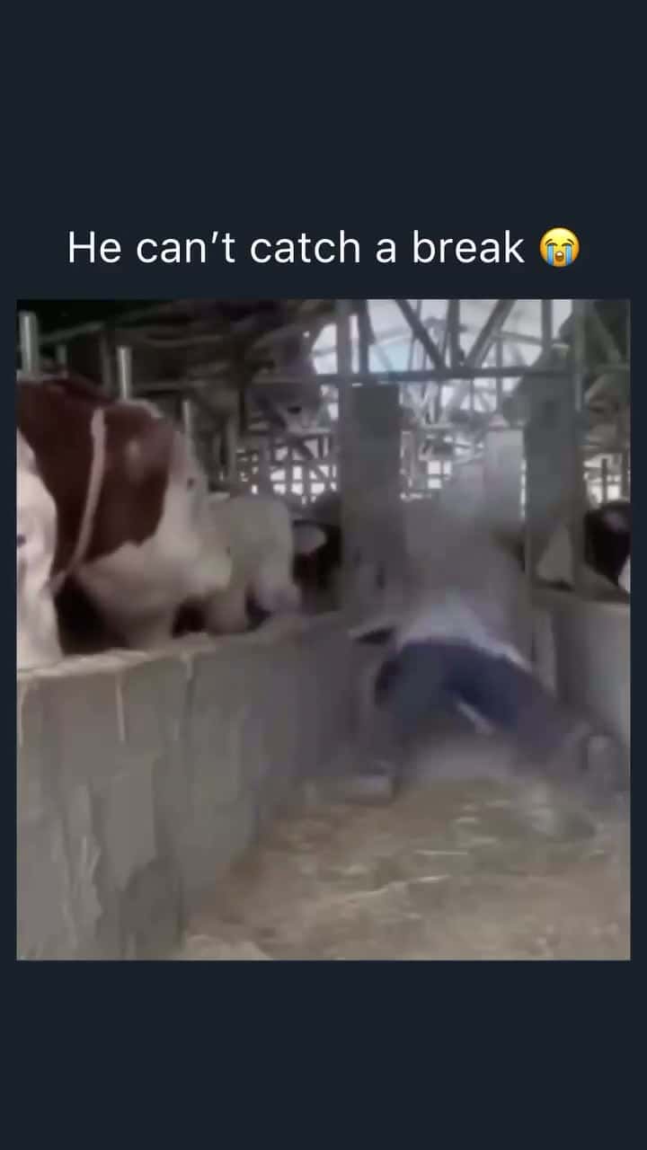Cover for BROS COWS ARE SO MEAN😂😂😂🤣🤣🤣 #wow #unexpected #comedy #explore #explorepage #fyp* #fyp #foryou #funny #foryoupage#instagram #instagood #meme #memes #reels #scoopz #shorts #trending #tiktok #usa #viral #viralvideo #video #viralvideos #lol #humor #funnymemes #comedy #funnyvideos #funny #entertainment #fypシ