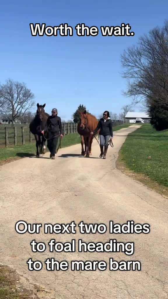 Cover for These two mamas are the best of friends now both of their Bliss MF colts have become best 88234 #trend