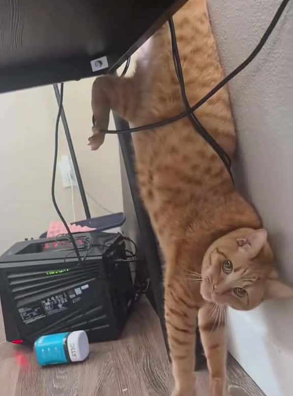 Cover for Always orange #funnycats #funnyanimals #petvideos #cat #catsoftiktok #fyp #usa #longervideos