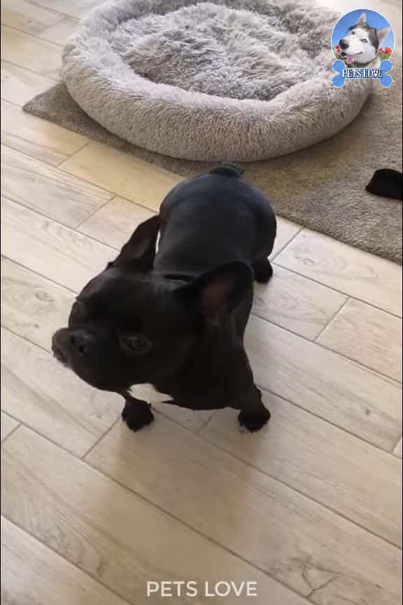 Cover for Funny videos about super cute dogs
