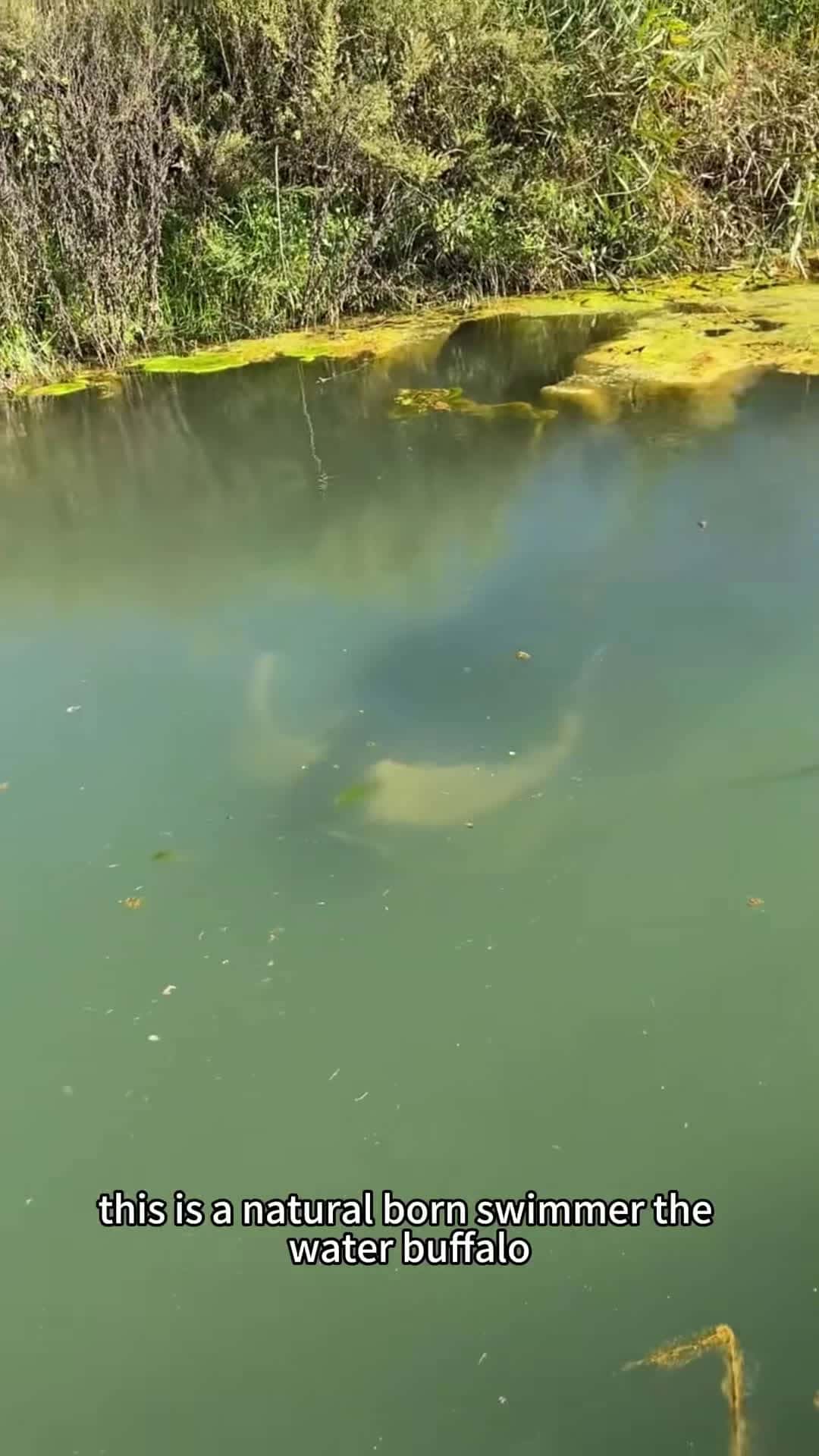 Cover for It's masive body float effortlessly in the water ! #scoopz #fyp #nature #documentary #animals #buffalo 