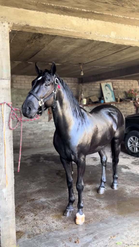 Cover for Casi un caballos horses viralvideos 56775 #trending