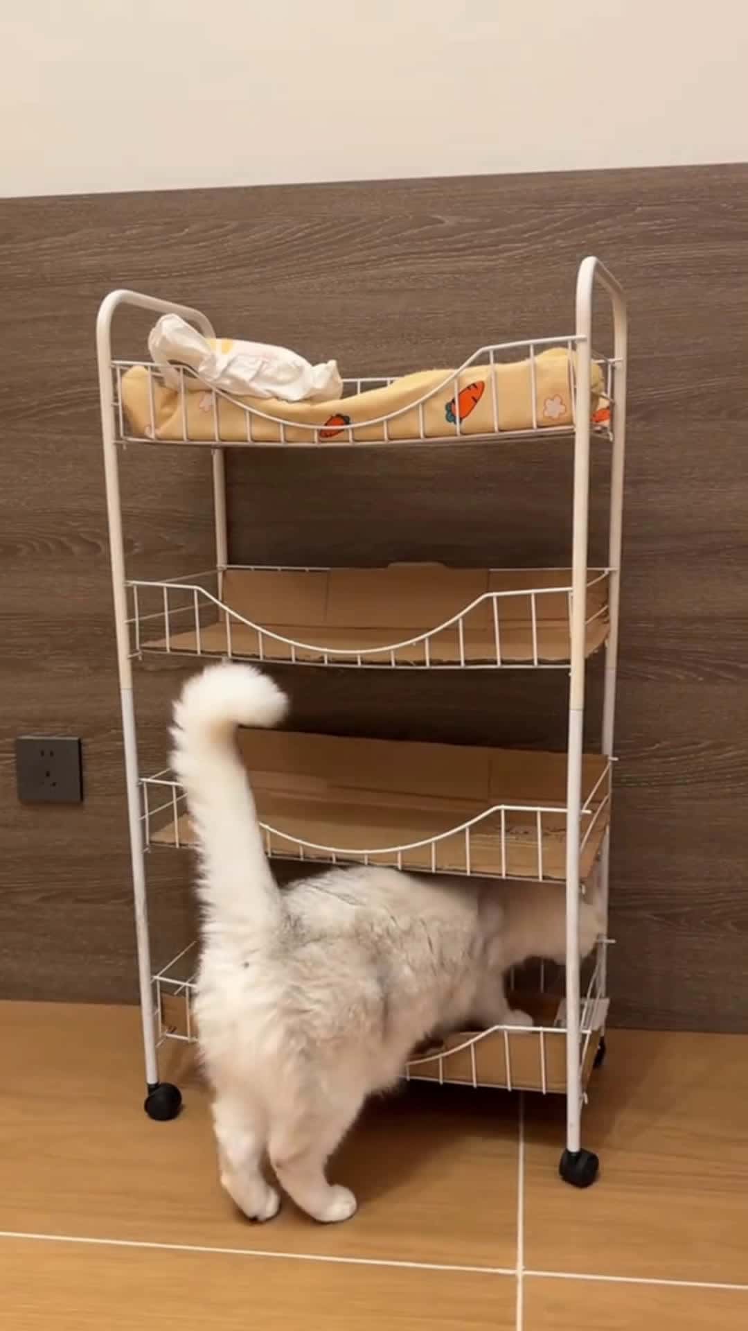Cover for #cats #funny #cute #pet 