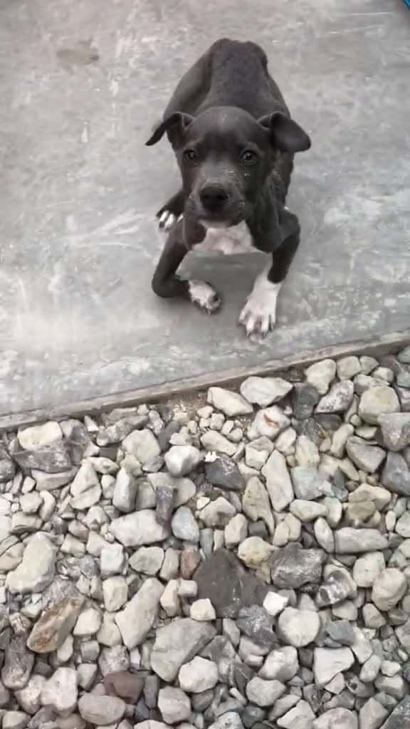Cover for Please follow @lifeofmiracles if your an animal lover 😥❤️ WE NEED UR HELP! #dogs