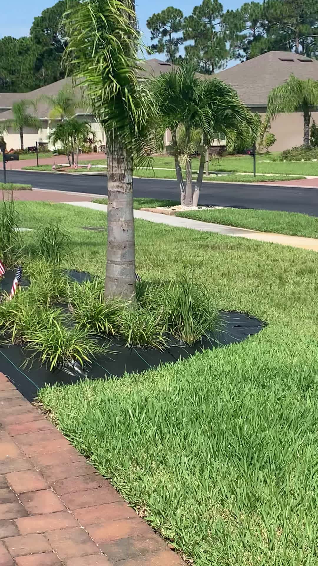 Cover for Beautiful baby Sandhills Crane 🏗️ thriving in our neighborhood. Please 🙏🏾 be vigilant and watch for them crossing the street and driveway Sloooowww Down Please 🙏🏾