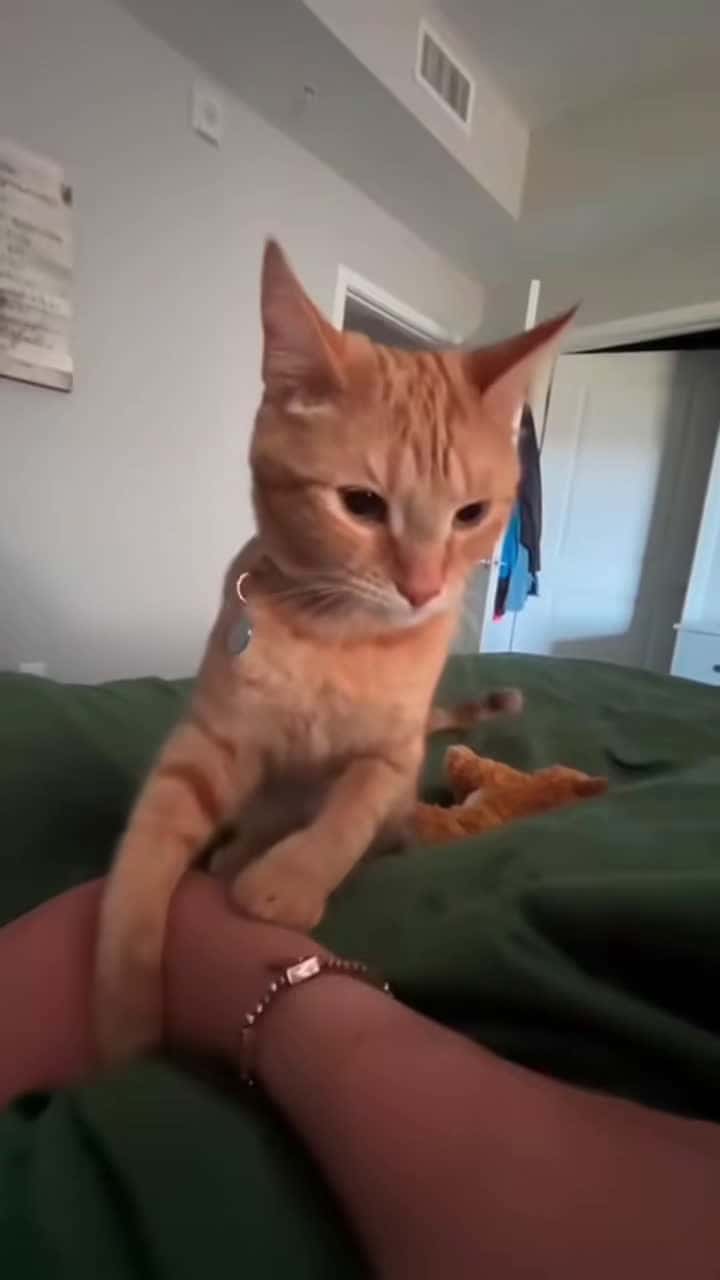 Cover for #cat #cats #foryou #cutecats #funnyvideos #kitty #usa #catlover #funny #funnycats #funnyanimals #funnypets