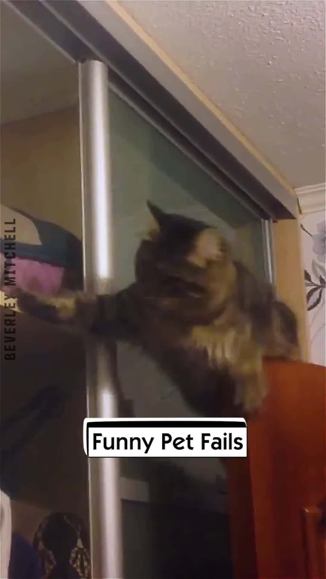 Cover for Funny Pet Fails