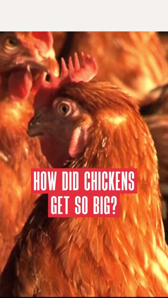 Cover for Why did the chickenget so big history facts food LearnOnTikTok 36709 #followMe