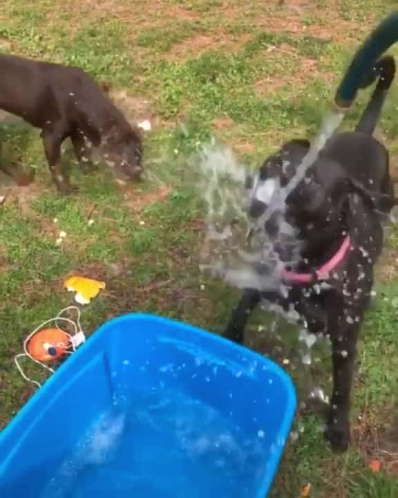 Cover for Dog playing in water hose