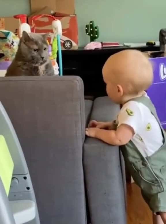 Cover for Can you see his disgusted face fyp foryou funnyanimasl funnyvideo catsoftiktok funnycats 39582 #nicevideo