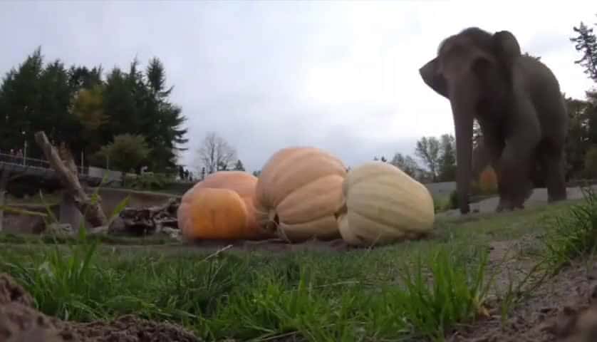 Cover for Watch these elephants go wild for pumpkins! 🎃🐘 #Elephants #PumpkinParty #AnimalFun