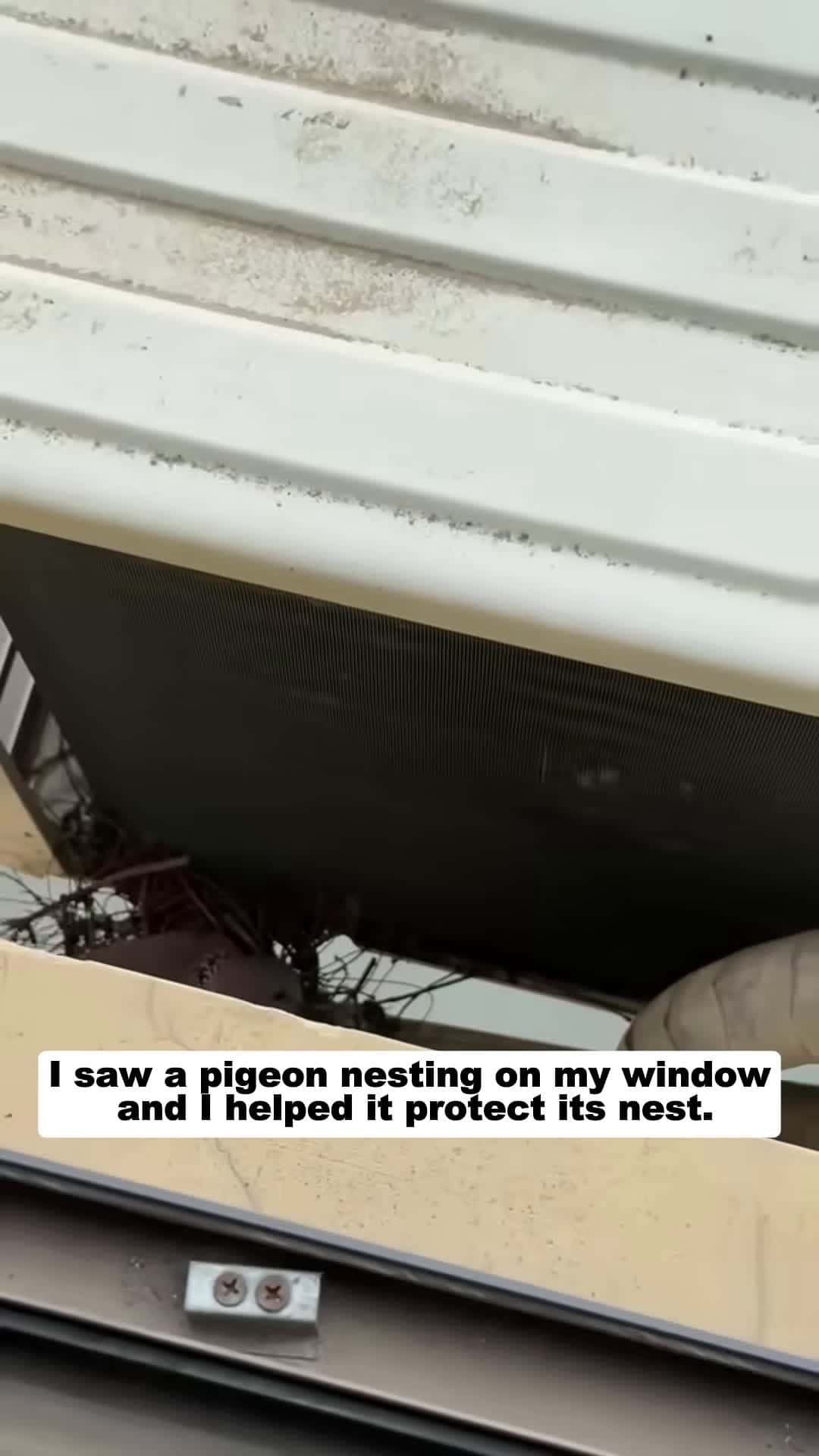 Cover for I saw a pigeon nesting on my window and I helped it protect its nest dove bird short
