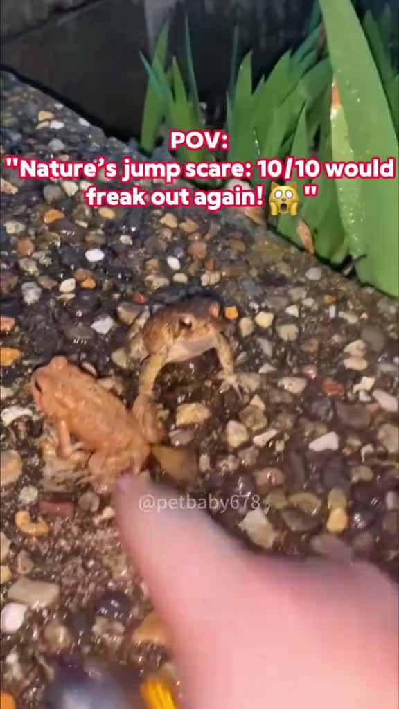 Cover for Interesting raids pet pets fyp pov foryou funny snake funn fyp 77486 #trendingscoopz