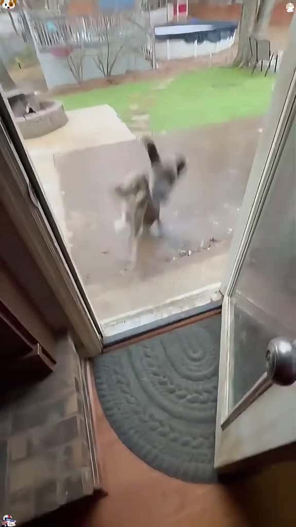 Cover for The dog ran too fast to turn around 😂#usa🇺🇸 #usa_tiktok #happy #couple #happyathome #funnyanimals #dogsoftiktok #interesting #dogsoftiktok #doglover  created by Funny viralvms with Funny viralvms’s original sound
