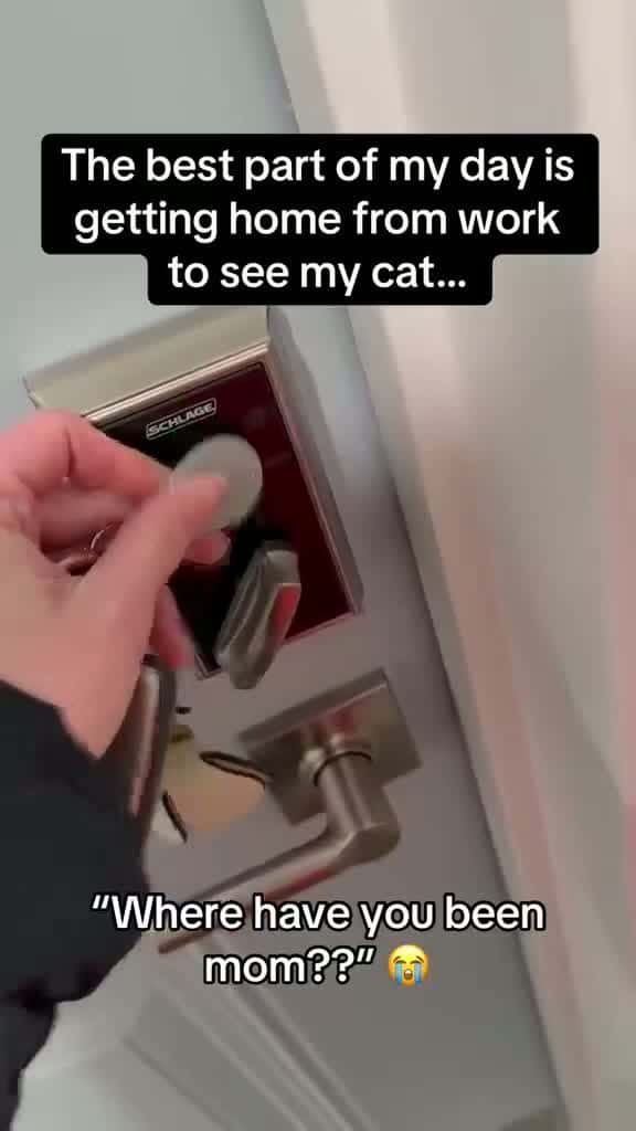 Cover for The best part of my day is getting home from work to see my cat!
