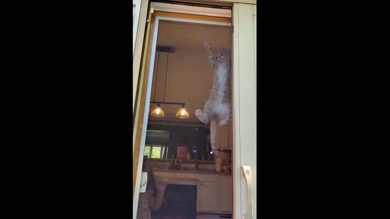 Cover for Cat Gets Himself Stuck on Screen Door