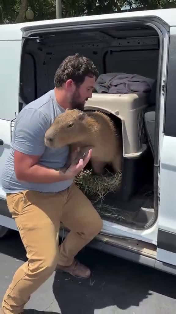 Cover for How does one acquire a capybara 😂