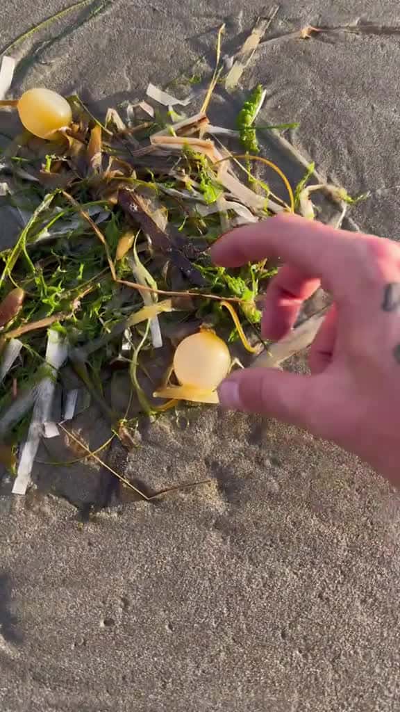 Cover for Extremely Satisfying Popping Gushing Sea Balls! #nature #asmr