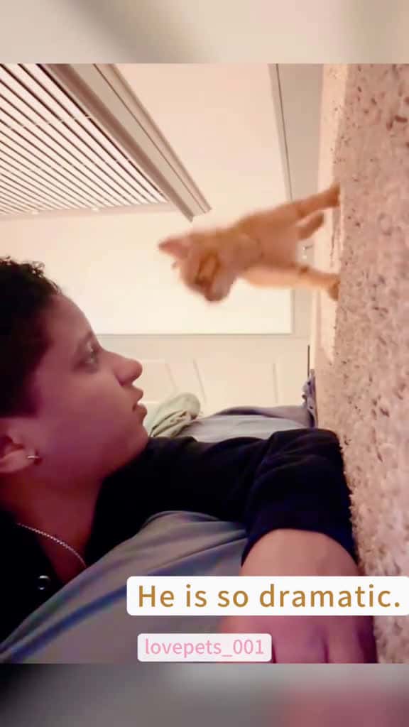 Cover for My dramatic cat. cats cutecats foryou funnytiktok funnyvideos usa funnyanimals fyp cute fu 71870 #trend