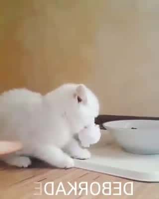 Cover for Cute Kitten Video - Its mine 3 #funnyanimals #funnypetsvideo #amazinvideo #kittens #funnyvideo #trynottolaugh #puppy #funnyfails