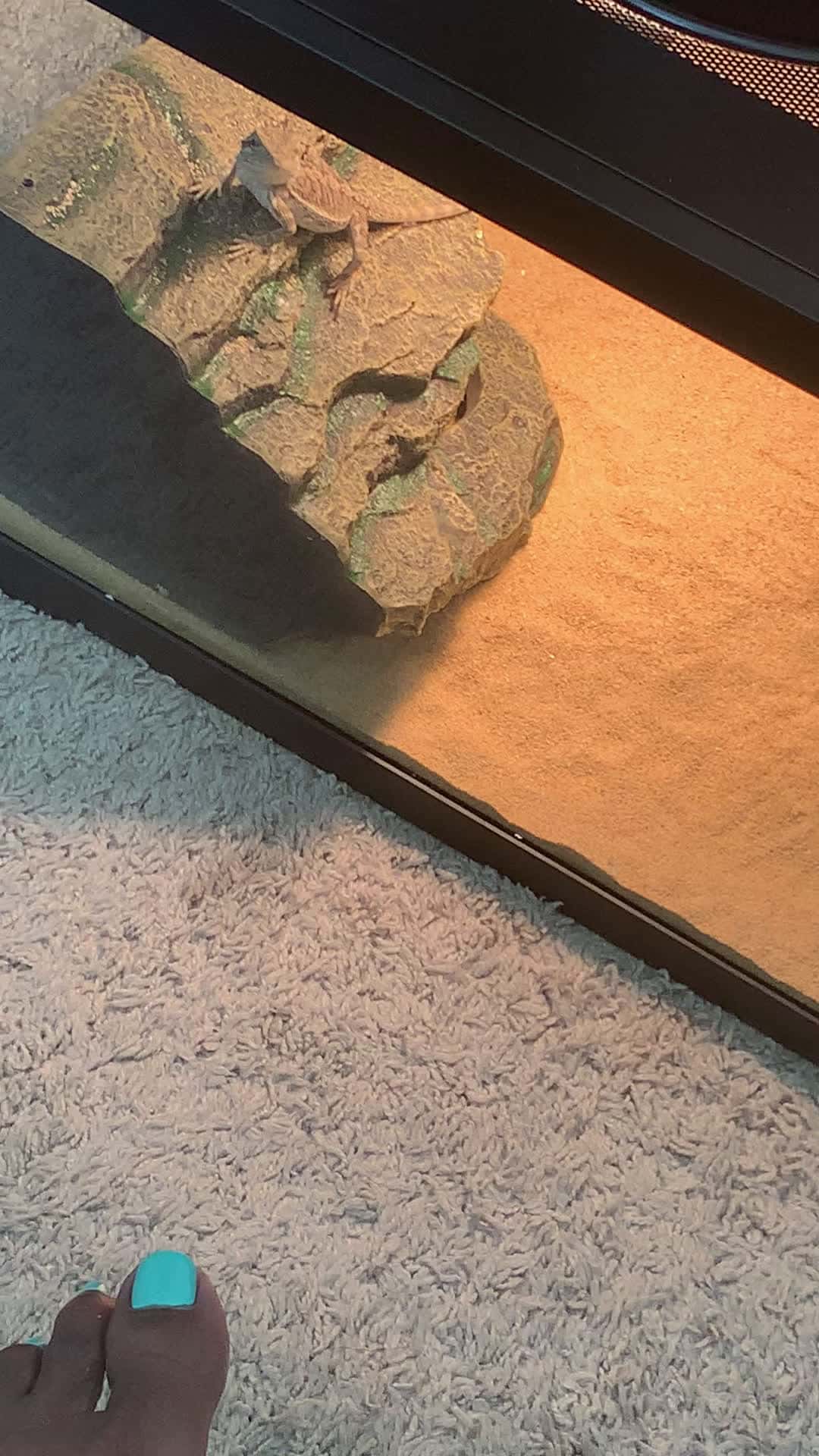 Cover for Meet RANGO saying I see you 👀 Palm Bay I’m no threat 😎🥺🥰🐉 Soooo adorable ☺️ Zeus 🐾🐕‍🦺 buddy 🥰🌺🖤🌺