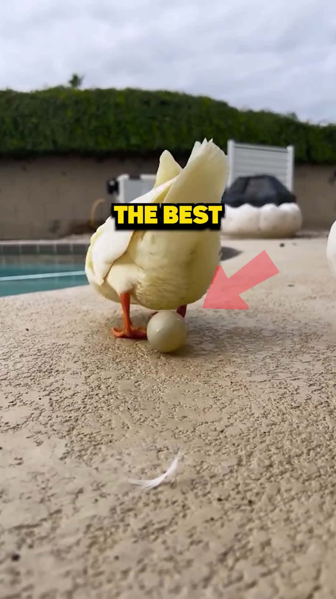 Cover for The Best Story In The World via ducksinspace