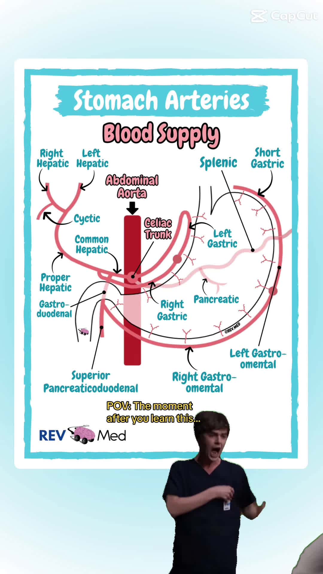 Cover for Double tap & tag your friend that needs this lesson! Notes for you ⤵️ Follow the page for more lessons like this and be sure to leave your thoughts in the comments below 👀 REV MED 📺 Watch our quick 3 min video on Arterial Supply of the Stomach right now! (Link In Bio)⁣ ⁣⁣ Stomach Arteries - Blood Supply  ✅ Notes to make it EASY! The Celiac Trunk. It supplies the structures that are derived from the foregut: the stomach, proximal duodenum, spleen, liver, and most of the pancreas. Celiac Trunk (