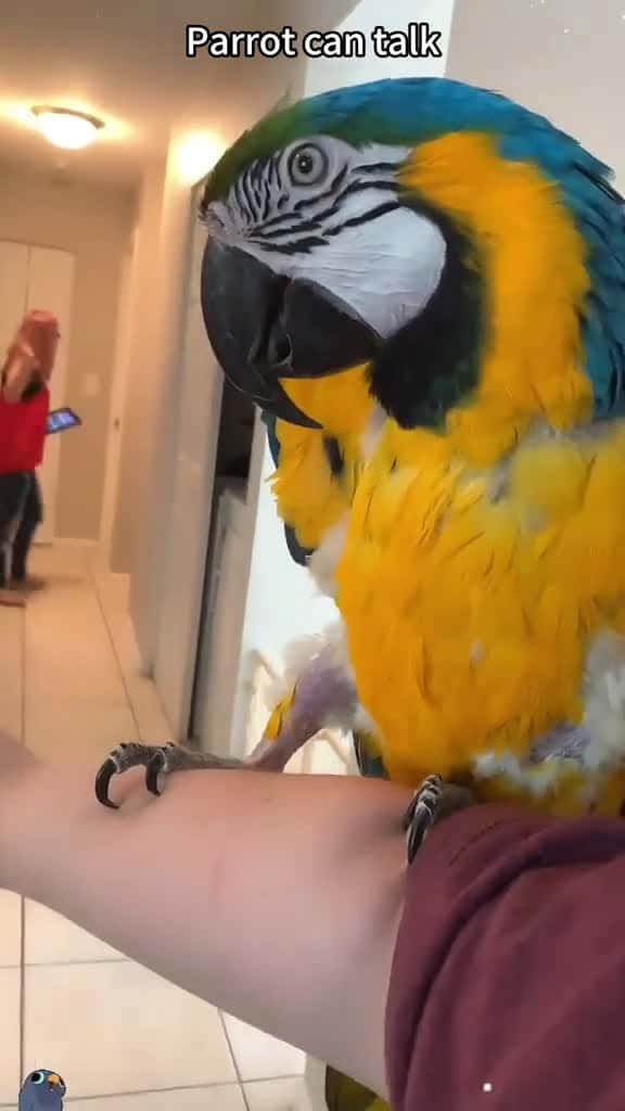 Cover for Parrot speaking fyp fyp funnyvideo funnytiktok Tiketok funnymoments tiketok 85771 #shortvideos