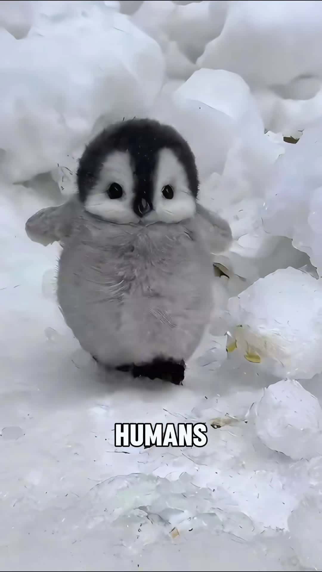 Cover for “Did you know that penguins consider humans as their own kind? #scoopz #fyp #nature #animals #documentary #penguin #love #cold #sea 