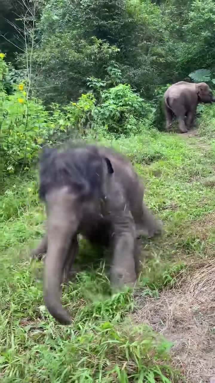 Cover for Happy happy happy#elephants #cute #elephasasiatica 