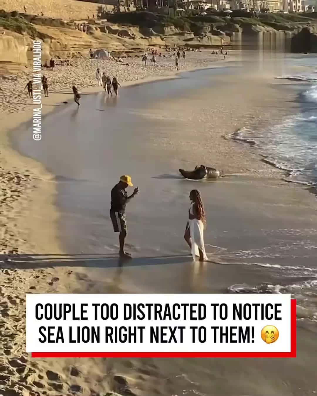 Cover for Distracted Couple Miss Sea Lion Right Next to ThemHow haven't they noticed that big thing next to them?!