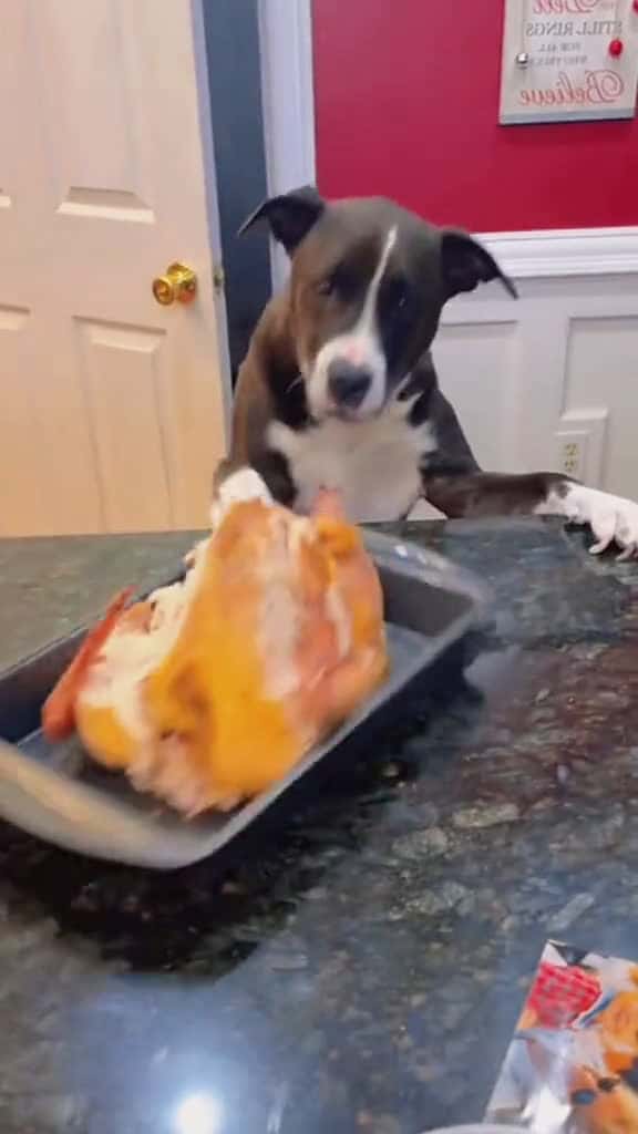 Cover for Try not to laugh when you watch funny dog animals funnyvideos cat haha pet funnypets PetsO 61143 #shortvideos