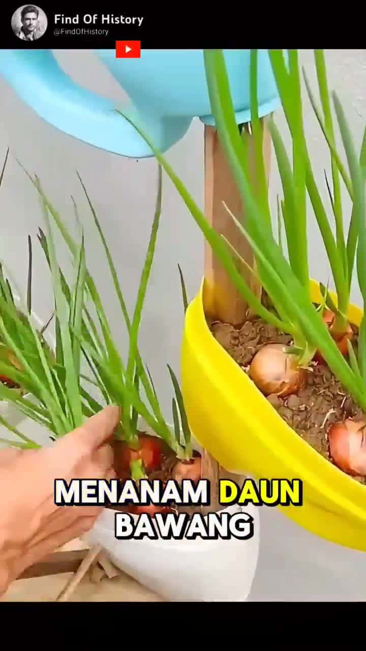 Cover for Unbelievable how to grow red onions at home Easily Part 01 shorts short unique