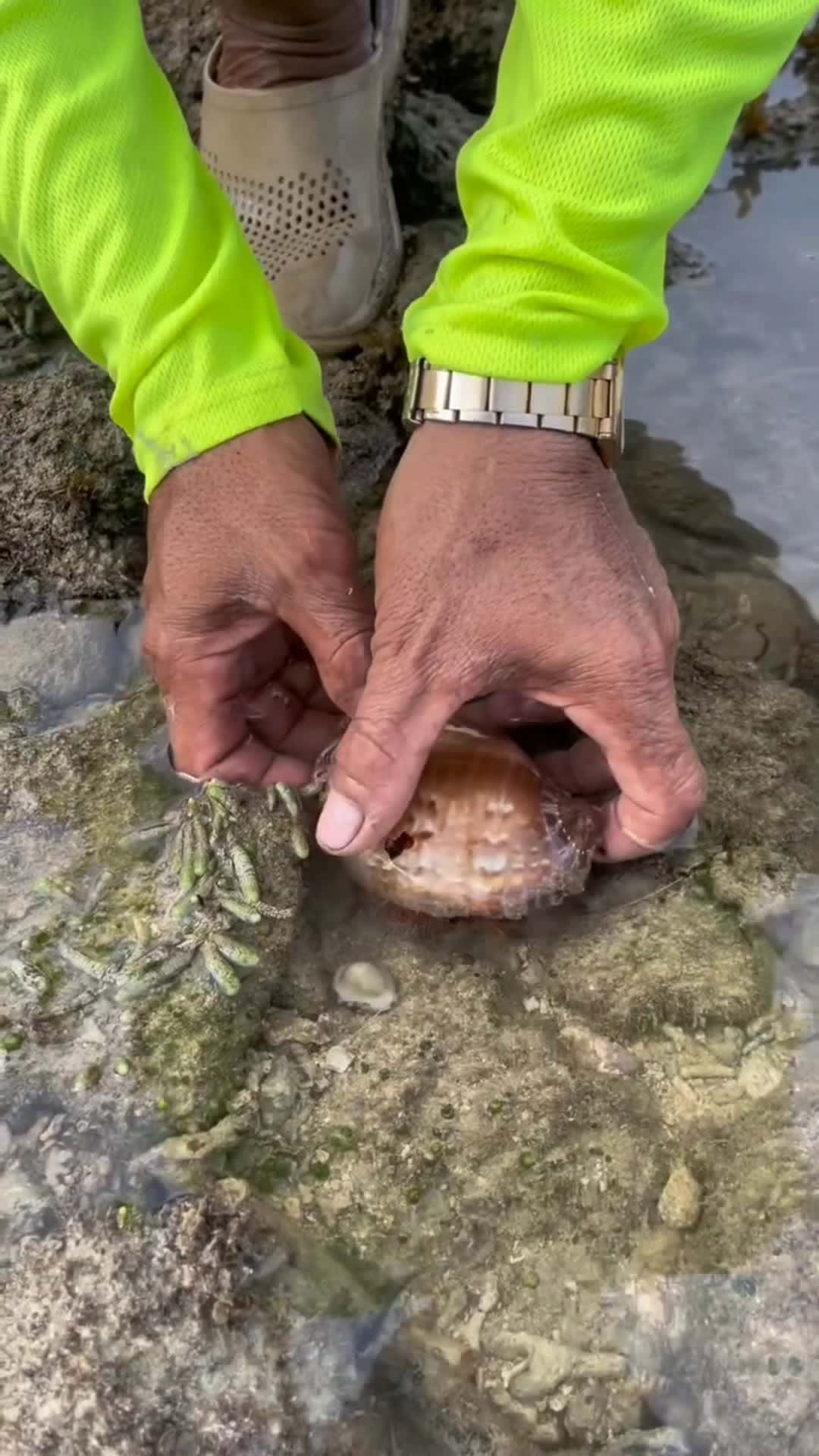 Cover for Anyone Craving Hermit Crabs?