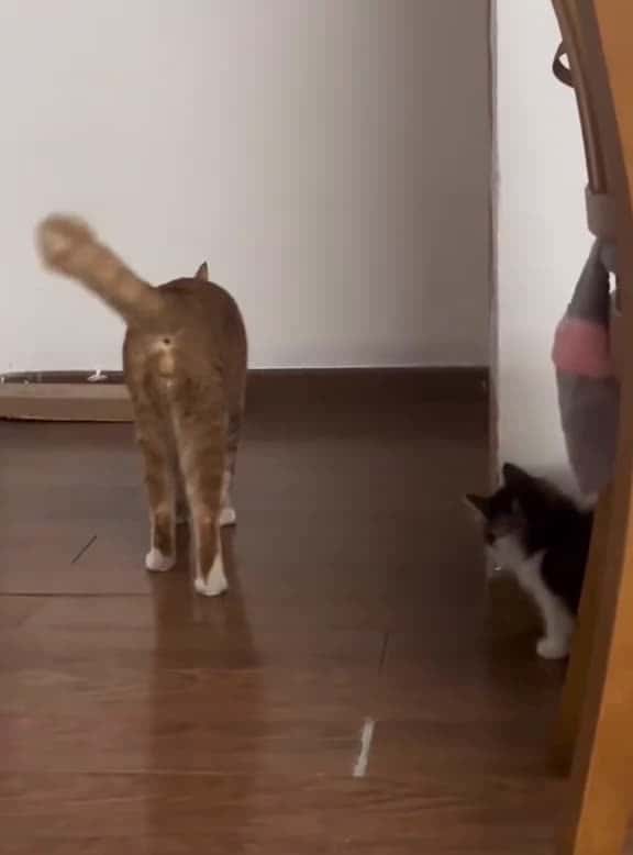 Cover for Kitten sneak attack #tiktok #funnyvideos #usa #cat #catsoftiktok #cat #foryou #funny #cats