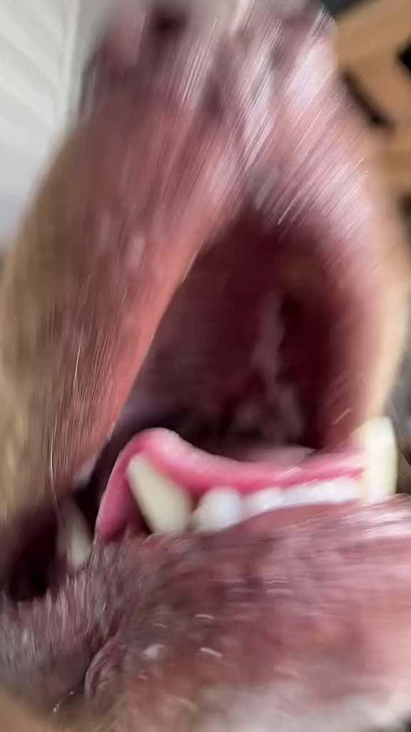 Cover for dogsoftiktok PetsOfTikTok laugh dog 42048 #us
