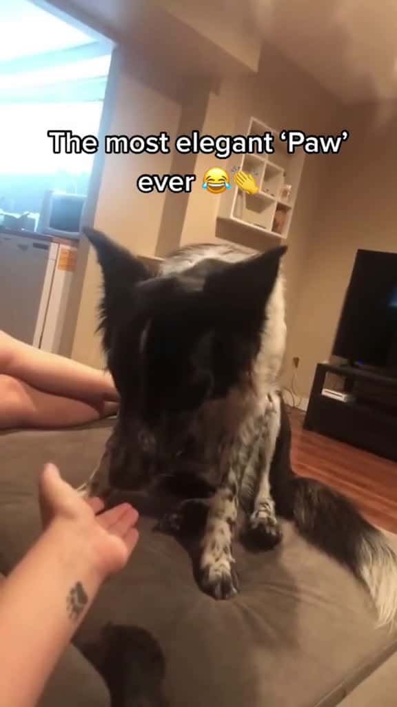 Cover for Funny Dog video dog dogsoftiktok funny funnyvideos funnyanimals ordinary cute Love doglove 30135 #trendingscoopz