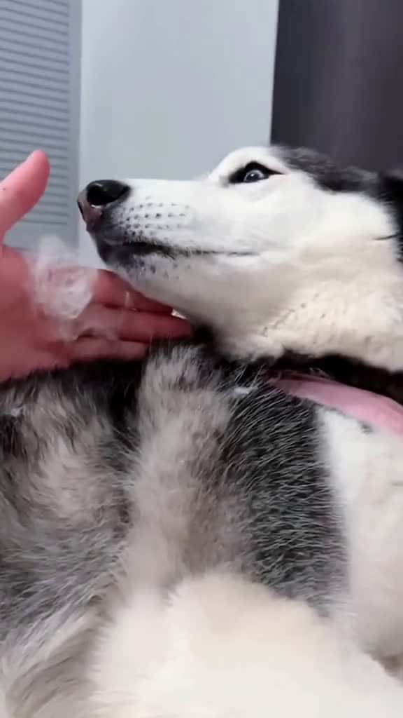 Cover for Husky behavior funny funnyvideo fpy dog funnydog dogsoftiktok 59470 #followMe