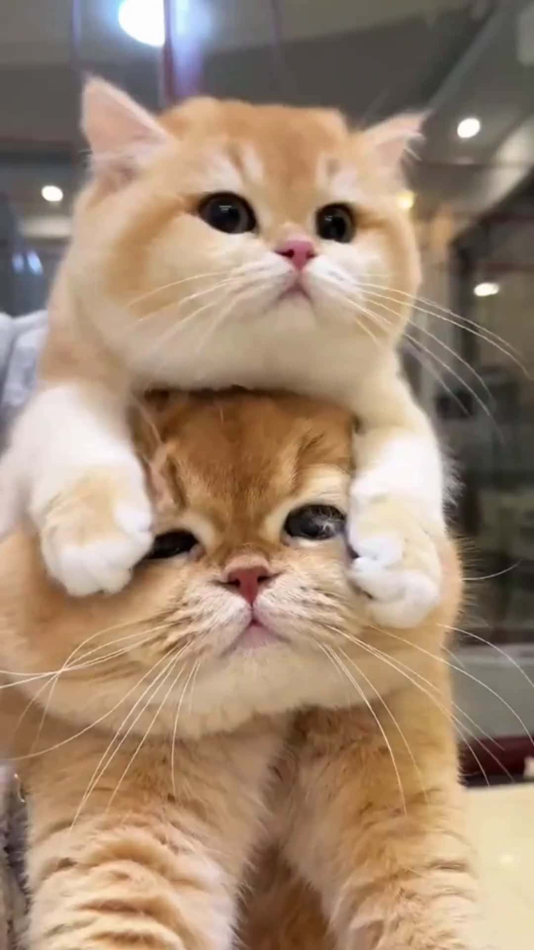 Cover for Cute cat and iys family 